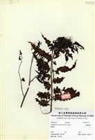 藏品(過溝菜蕨)的圖片